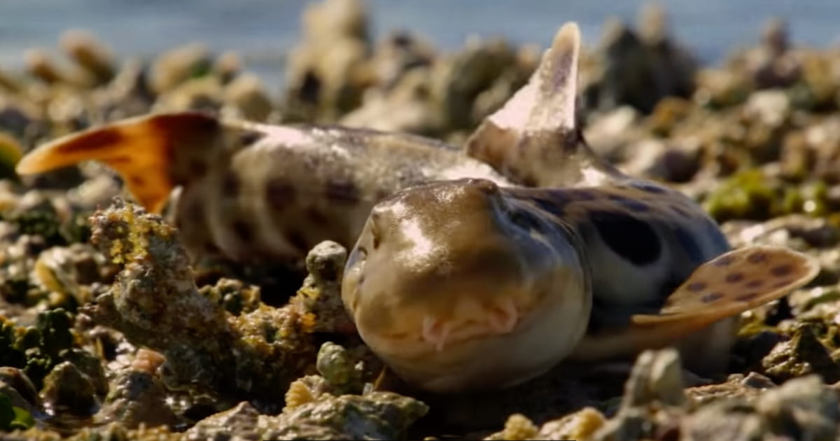 epaulette shark walking