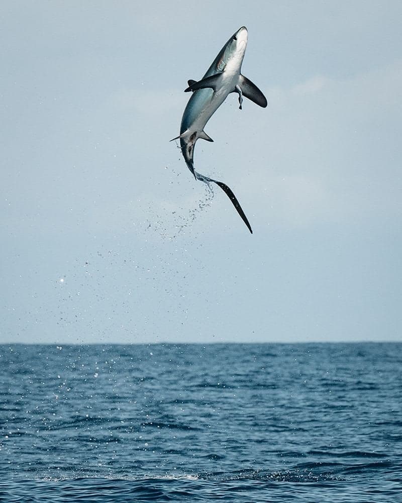 thresher shark